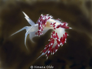 Lady Flabellina (F. Dushia) Olympus SP 350 by Ximena Olds 